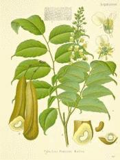 Balsam of Peru