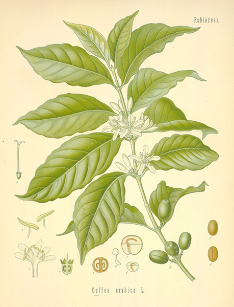 http://www.botanical.com/botanical/mgmh/c/coffee82-l.jpg