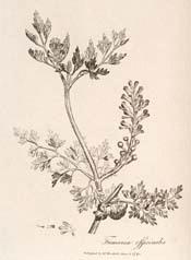 Drug fumitory