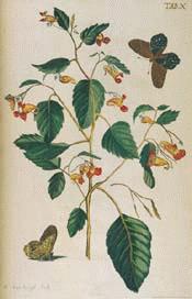 Jewelweed