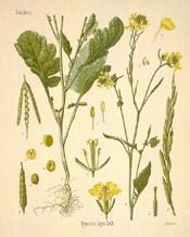 Black Mustard