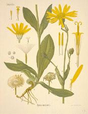 Arnica