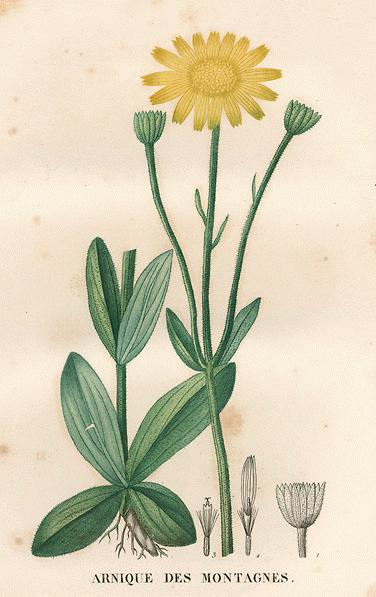 A Modern Herbal | Arnica