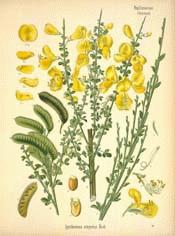 Scotchbroom