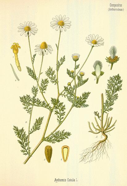 Camomille (Chamomilla recutita) - Lexique des plantes : Plantes médicinales  & herbes 