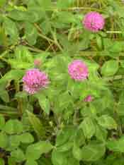 Red clover