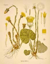 Coltsfoot