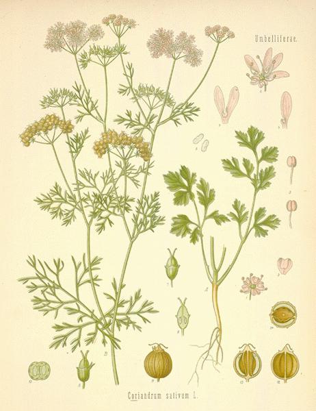 A Modern Herbal | Coriander