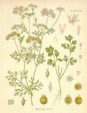 Coriander