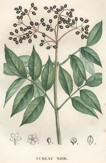 Elder Flower Whole - Dried Herbs | Herbalism | Witchcraft Supplies - Herbal  Tea - Witchcraft Herbs