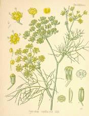 Fennel