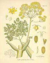 Galbanum