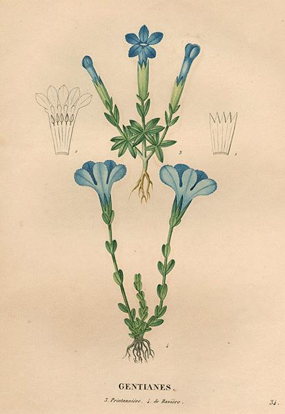 A Modern Herbal Gentians
