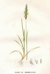 VERNAL GRASS, SWEET SCENTED