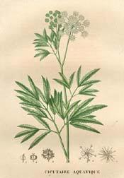 Water Hemlock