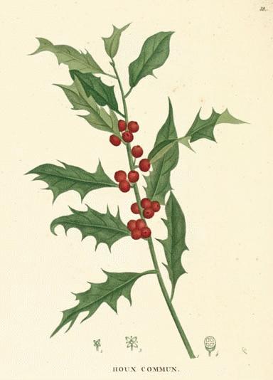 A Modern Herbal  Holly