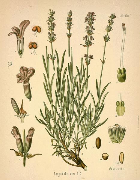 Lavandula Goodwin Creek Plant Lavandula Lavender Heterophylla