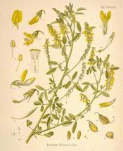 Yellow Sweetclover