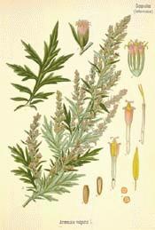 Common Wormwood