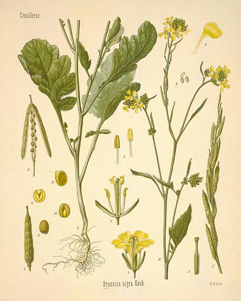 Image of Hedge mustard as a cut flower