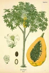 Papaya