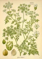 Parsley, Fool's