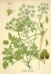 Parsley