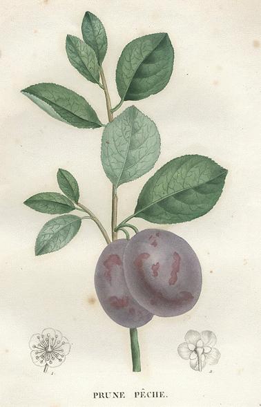 https://www.botanical.com/botanical/mgmh/p/prunes72-l.jpg