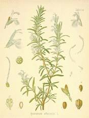 Rosemary