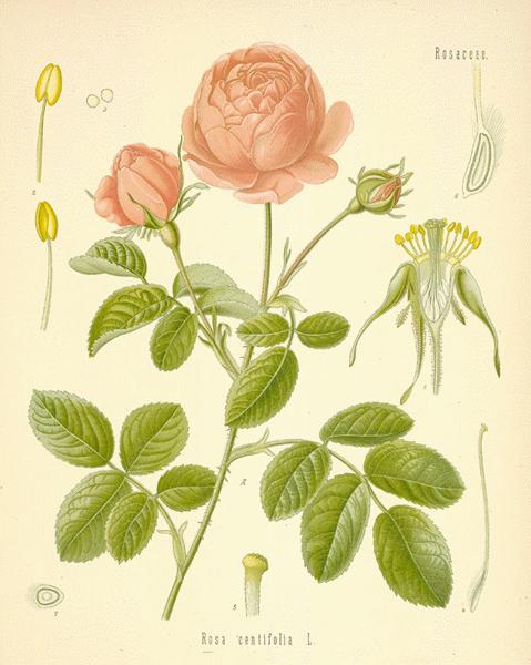 Scotch Rose (Rosa spinosissima), British Trees & Hedges