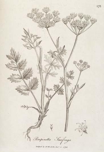 A Modern Herbal | Saxifrage, Burnet