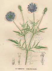 Scabious, Lesser