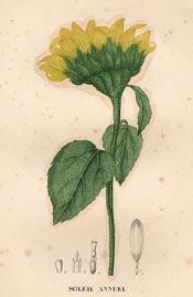 Common Sunflower
