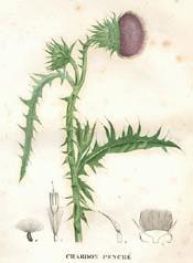 THISTLE, MUSK