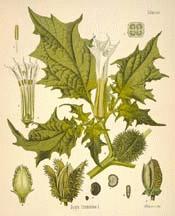 Jimsonweed