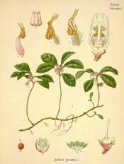 Eastern Teaberry